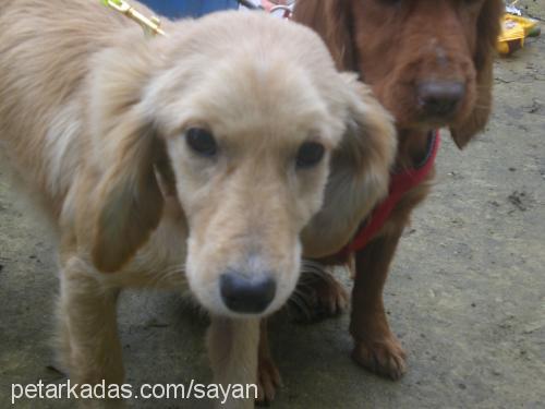 snowy Dişi Amerikan Cocker Spaniel