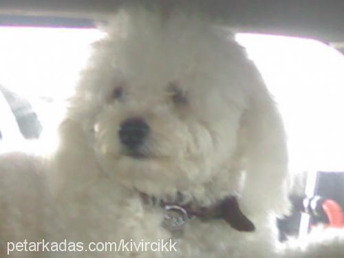 Şans Erkek Poodle (Standart Kaniş)