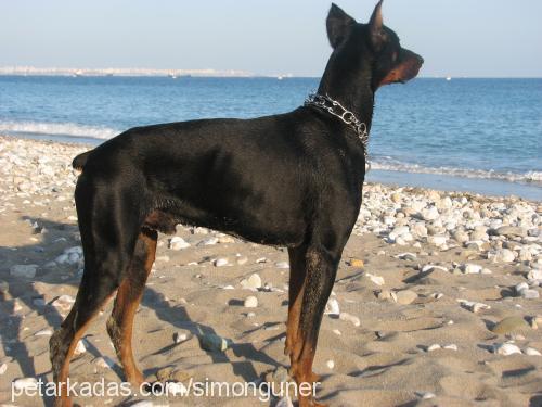 paçimu Erkek Doberman Pinscher