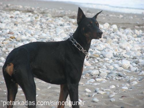 paçimu Erkek Doberman Pinscher