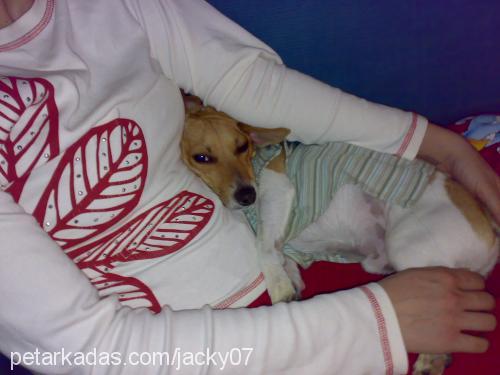 jacky Erkek Jack Russell Terrier