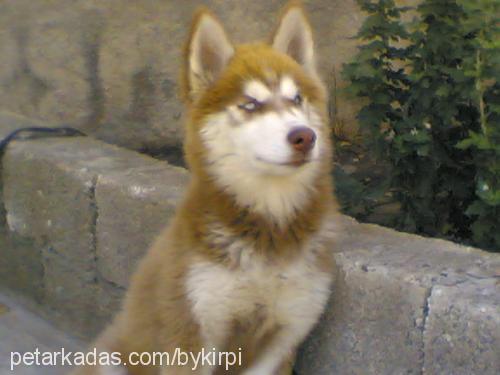 arsız Dişi Sibirya Kurdu (Husky)