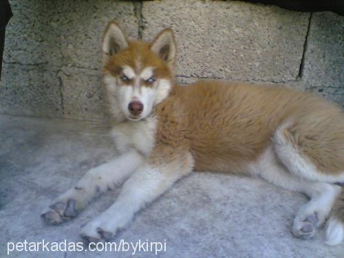 arsız Dişi Sibirya Kurdu (Husky)