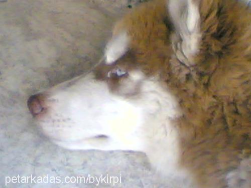 arsız Dişi Sibirya Kurdu (Husky)