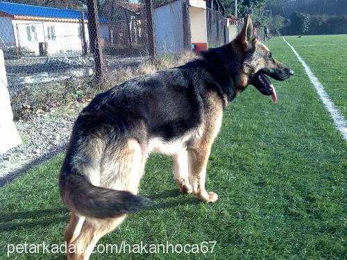 nazlı Dişi Alman Çoban Köpeği