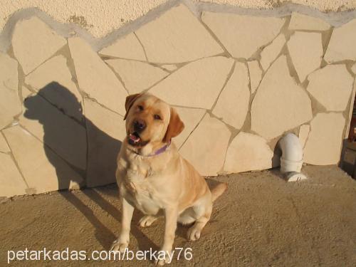 sera Dişi Labrador Retriever