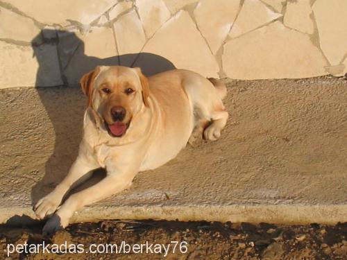 sera Dişi Labrador Retriever