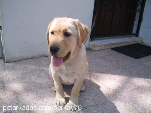 sera Dişi Labrador Retriever