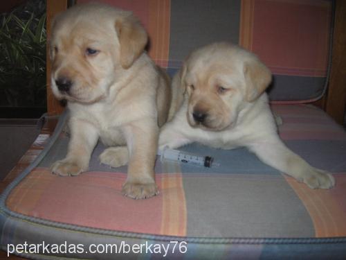 sera Dişi Labrador Retriever