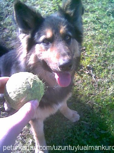 ateş Erkek Alman Çoban Köpeği