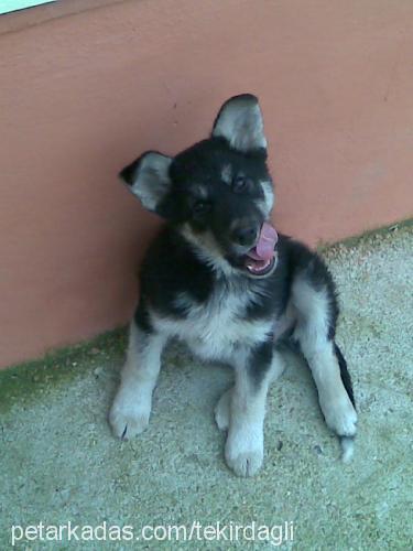 baron Erkek Sibirya Kurdu (Husky)