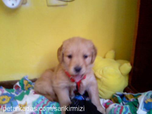 lisa Dişi Golden Retriever