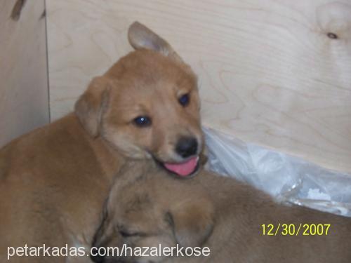 badem Erkek Golden Retriever