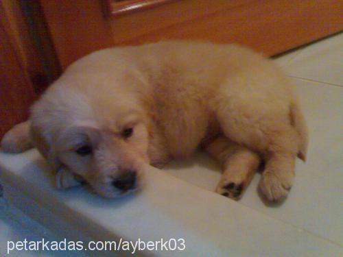 pamuk Erkek Golden Retriever