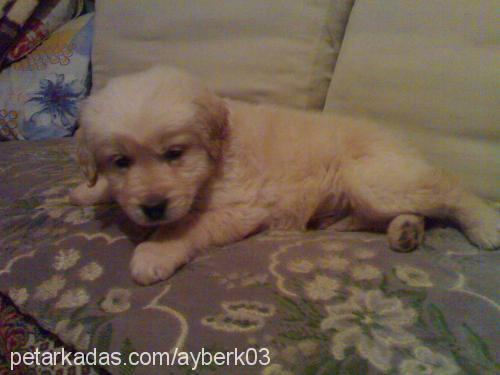 pamuk Erkek Golden Retriever