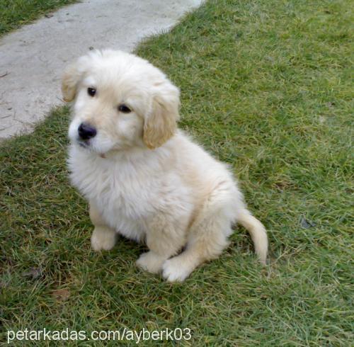 pamuk Erkek Golden Retriever