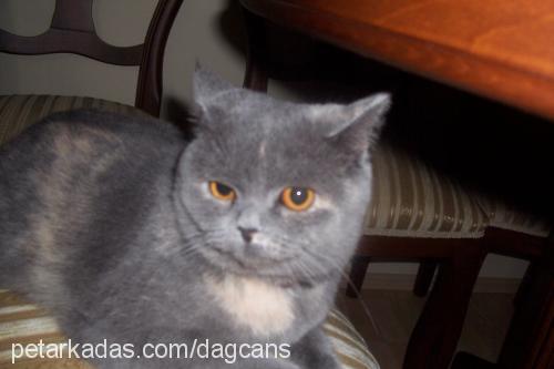 gümüş Dişi British Shorthair