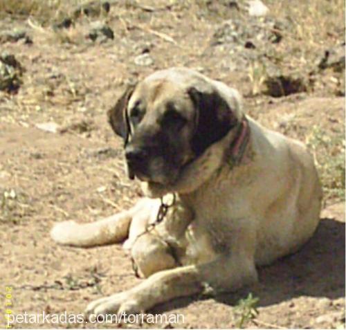 sam Dişi Kangal