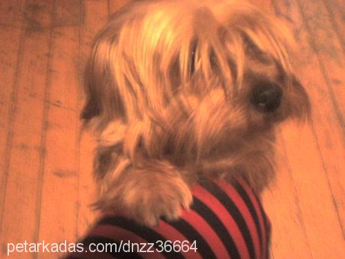 nox Erkek Yorkshire Terrier