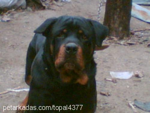 pasha Erkek Rottweiler