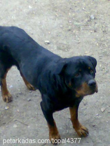 pasha Erkek Rottweiler