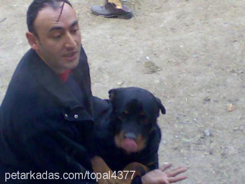 pasha Erkek Rottweiler