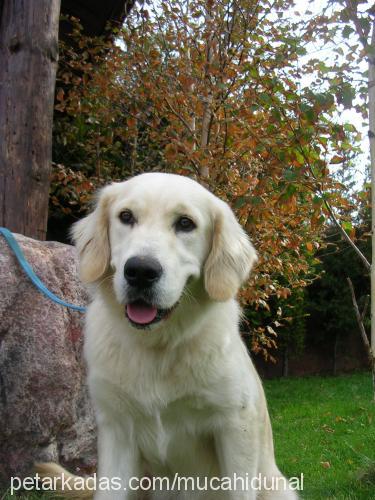 altın Dişi Golden Retriever