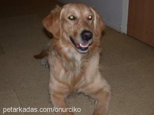 Çİko Erkek Golden Retriever