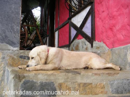 altın Dişi Golden Retriever