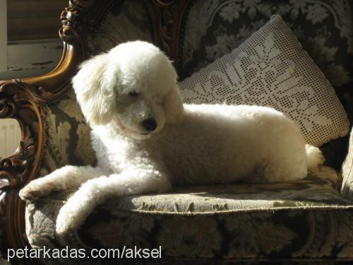 zıpzıp Dişi Poodle (Minyatür Kaniş)