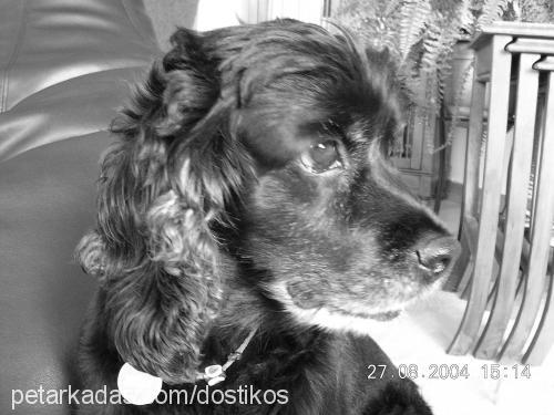 dost Dişi İngiliz Cocker Spaniel