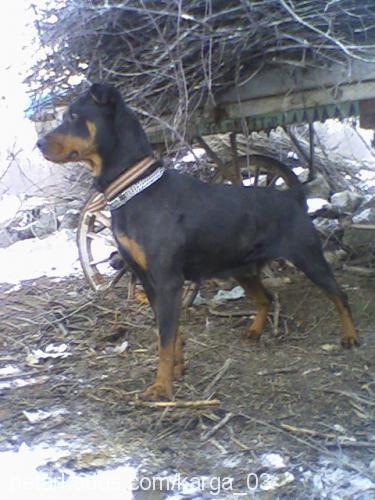 tomy Dişi Rottweiler