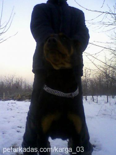 tomy Dişi Rottweiler