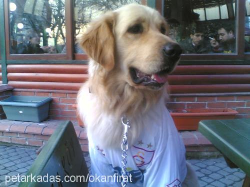 hercul Erkek Golden Retriever