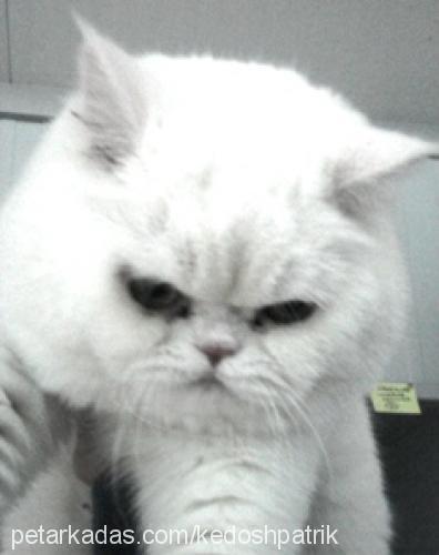 kedosh Erkek Exotic Shorthair