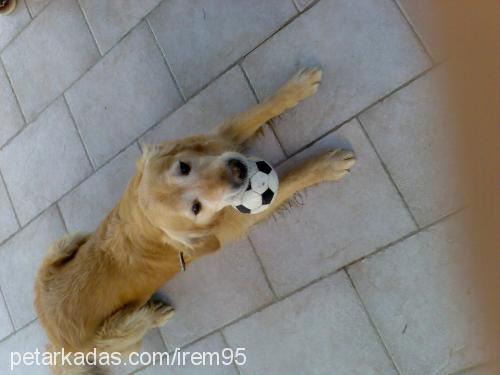 pasha Erkek Golden Retriever