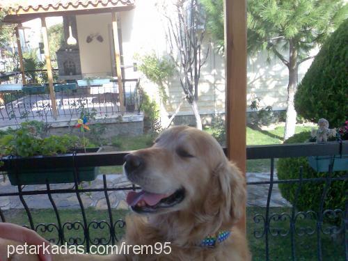 pasha Erkek Golden Retriever