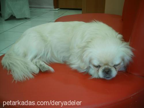 çeyrek Dişi Tibetli Spaniel