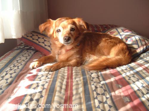 yosma Dişi Tibetli Spaniel