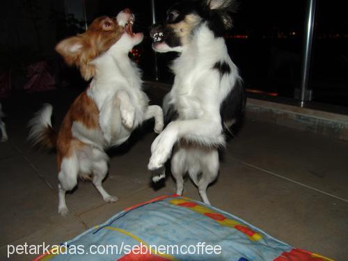 coffee Erkek Chihuahua