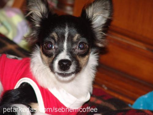 coffee Erkek Chihuahua