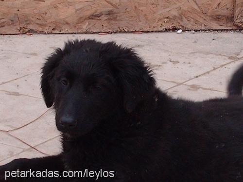 zeytin Erkek Sokö (Sokak Köpeği)