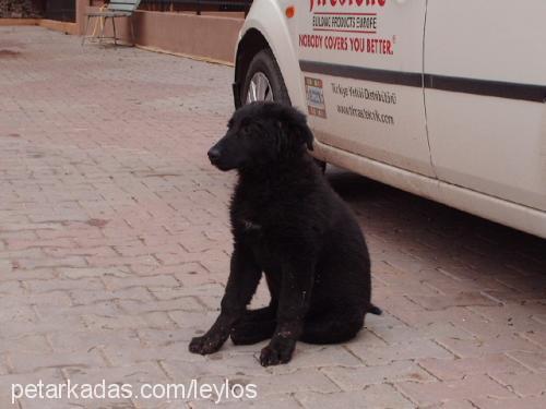 zeytin Erkek Sokö (Sokak Köpeği)