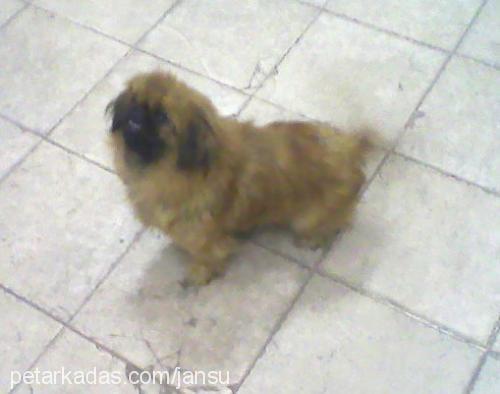 patron Erkek Pekingese