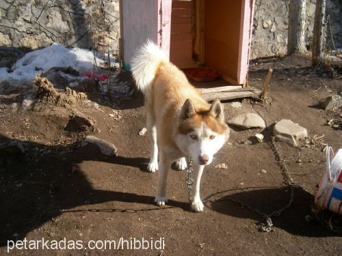 paşa Erkek Sibirya Kurdu (Husky)