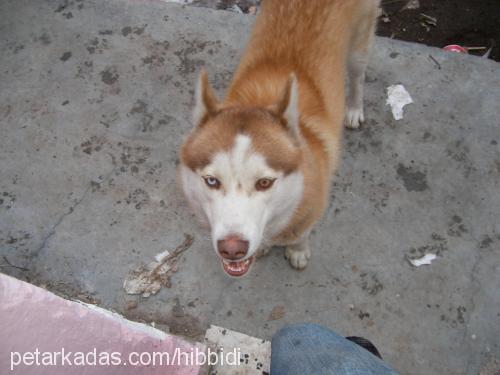 paşa Erkek Sibirya Kurdu (Husky)