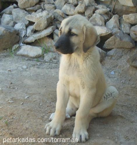 toprak Dişi Kangal