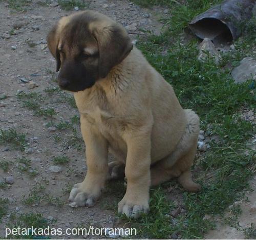 tosun Erkek Kangal