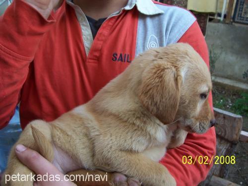 şerbet Dişi Labrador Retriever