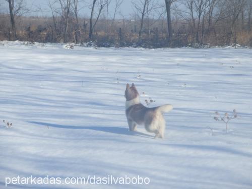 dasilvabobo Erkek Sibirya Kurdu (Husky)